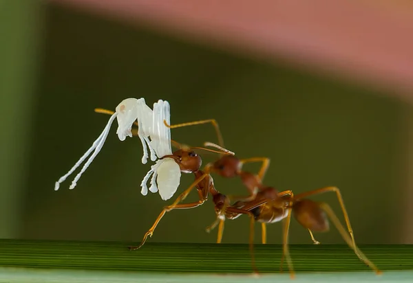 Formiga Vermelha Comumente Chamado Ehu Uma Formiga Bastante Forte Mordendo — Fotografia de Stock