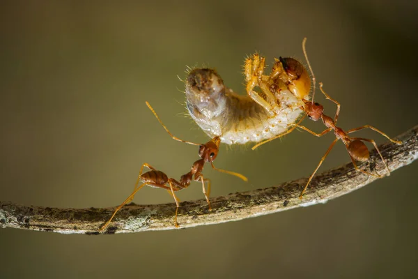 Formiga Vermelha Comumente Chamado Ehu Uma Formiga Bastante Forte Mordendo — Fotografia de Stock