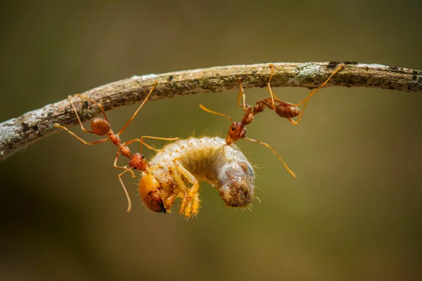 Formiga Vermelha Comumente Chamado Ehu Uma Formiga Bastante Forte Mordendo — Fotografia de Stock