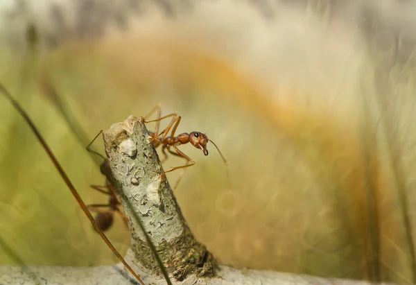 Κόκκινο Μυρμήγκι Κοινώς Ονομάζεται Ehu Είναι Ένα Αρκετά Ισχυρό Μυρμήγκι — Φωτογραφία Αρχείου