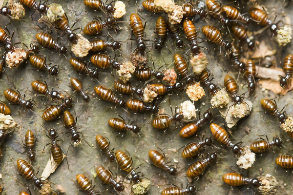 Red ant or commonly called "Ehu" is a fairly strong ant, biting anything if you feel annoyed. in this red red photo is biting the tip of the wild plant flowers and bending the tip of this plant with the strength of his neck.