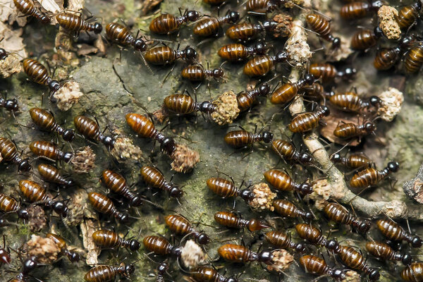 Red ant or commonly called "Ehu" is a fairly strong ant, biting anything if you feel annoyed. in this red red photo is biting the tip of the wild plant flowers and bending the tip of this plant with the strength of his neck.