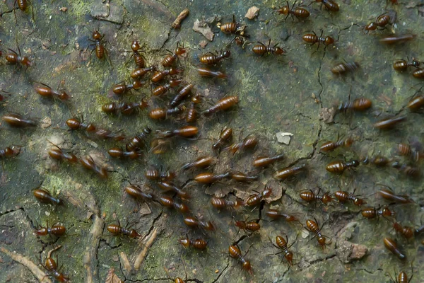 Hormiga Roja Comúnmente Llamada Ehu Una Hormiga Bastante Fuerte Que —  Fotos de Stock