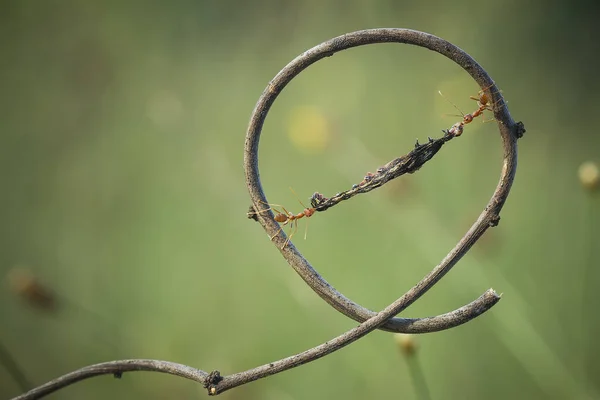 Rote Ameise Oder Allgemein Als Ehu Bezeichnet Ist Eine Ziemlich — Stockfoto