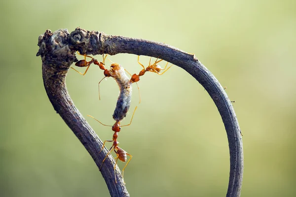 Formiga Vermelha Comumente Chamado Ehu Uma Formiga Bastante Forte Mordendo — Fotografia de Stock