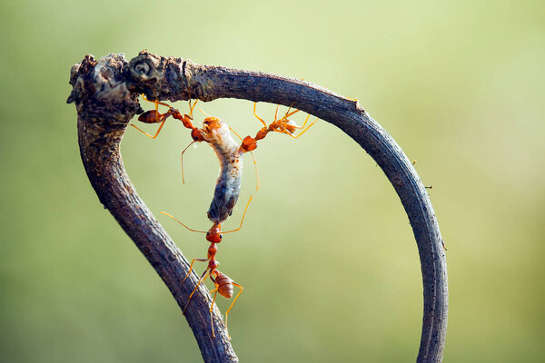 Red ant or commonly called "Ehu" is a fairly strong ant, biting anything if you feel annoyed. in this red red photo is biting the tip of the wild plant flowers and bending the tip of this plant with the strength of his neck.