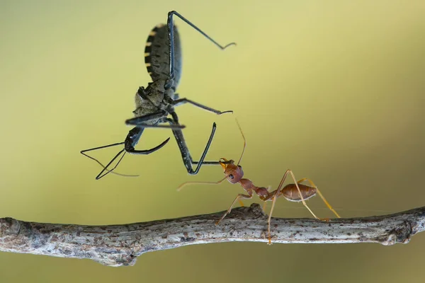Κόκκινο Μυρμήγκι Κοινώς Ονομάζεται Ehu Είναι Ένα Αρκετά Ισχυρό Μυρμήγκι — Φωτογραφία Αρχείου