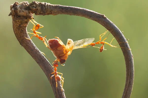 Formiga Vermelha Comumente Chamado Ehu Uma Formiga Bastante Forte Mordendo — Fotografia de Stock