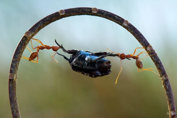 Czerwona Mrówka Lub Powszechnie Nazywane Ehu Jest Dość Silna Mrówka — Zdjęcie stockowe