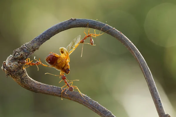 Formiga Vermelha Comumente Chamado Ehu Uma Formiga Bastante Forte Mordendo — Fotografia de Stock