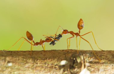 Kırmızı karınca ya da yaygın olarak 