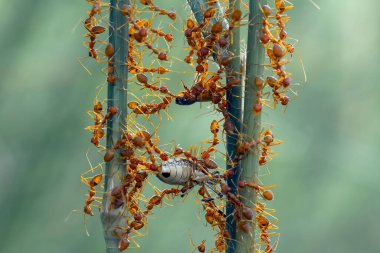 Kırmızı karınca ya da yaygın olarak 