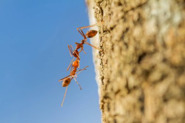 Kırmızı karınca ya da yaygın olarak 