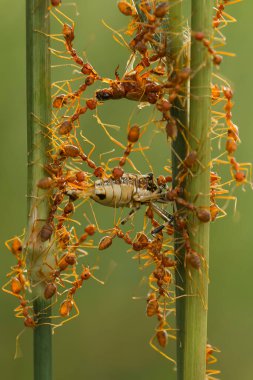 Kırmızı karınca ya da yaygın olarak 