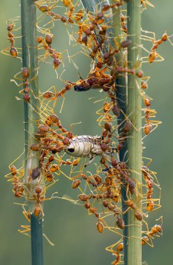 Kırmızı karınca ya da yaygın olarak 