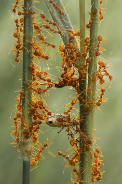Kırmızı karınca ya da yaygın olarak 