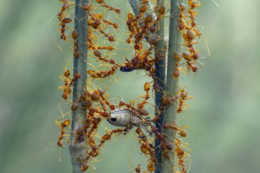 Kırmızı karınca ya da yaygın olarak 