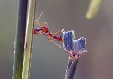 Kırmızı karınca ya da yaygın olarak 