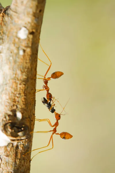 Formiga Vermelha Comumente Chamado Ehu Uma Formiga Bastante Forte Mordendo — Fotografia de Stock