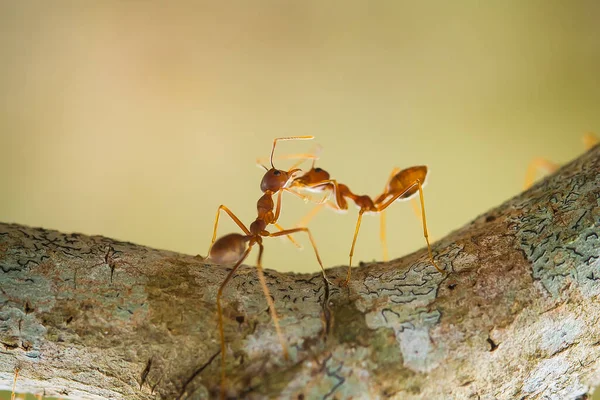 Formiga Vermelha Comumente Chamado Ehu Uma Formiga Bastante Forte Mordendo — Fotografia de Stock