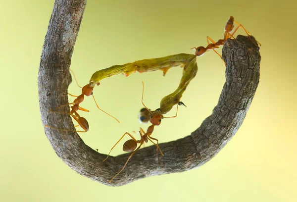 Semut Merah Atau Biasa Disebut Ehu Adalah Semut Yang Cukup — Stok Foto