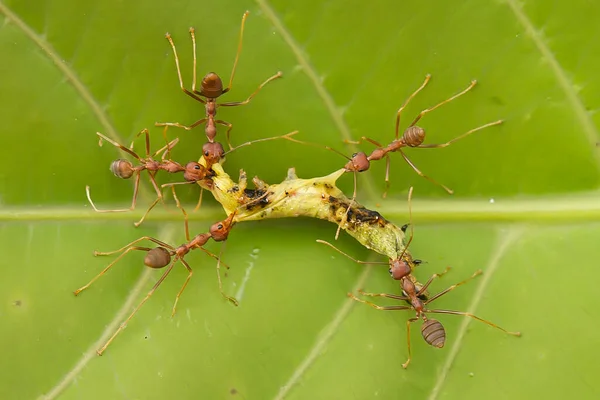 Hormiga Roja Comúnmente Llamada Ehu Una Hormiga Bastante Fuerte Que — Foto de Stock