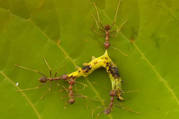 Red Ant Commonly Called Ehu Fairly Strong Ant Biting Anything — Stock Photo, Image