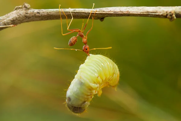 Czerwona Mrówka Lub Powszechnie Nazywane Ehu Jest Dość Silna Mrówka — Zdjęcie stockowe