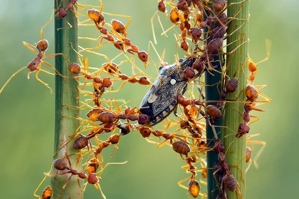 Kırmızı karınca ya da yaygın olarak 