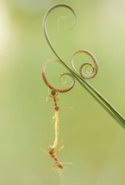 Rote Ameise Oder Allgemein Als Ehu Bezeichnet Ist Eine Ziemlich — Stockfoto