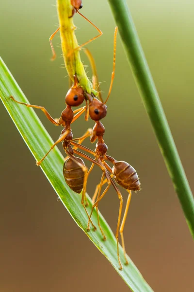 Kırmızı karınca ya da yaygın olarak 