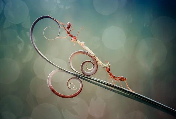 Kırmızı karınca ya da yaygın olarak 