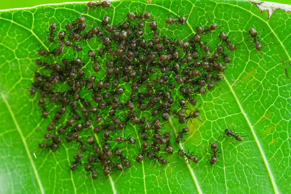 Formiga Vermelha Comumente Chamado Ehu Uma Formiga Bastante Forte Mordendo — Fotografia de Stock