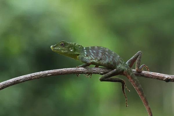 Reptiles Very Beautiful Charming Animals Fairly Large Shape Very Beautiful — Stock Photo, Image