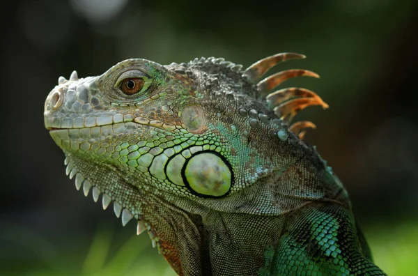 Reptiles are very beautiful and charming animals with a fairly large shape, very beautiful, there are many types of reptiles that are quite tame like in this photo.