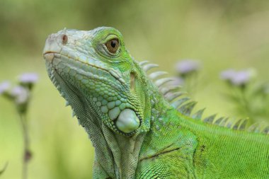 Sürüngenler çok güzel ve büyüleyici hayvanlardır. Oldukça büyük şekilli, çok güzel. Bu fotoğraftaki gibi pek çok sürüngen türü oldukça uysaldır..