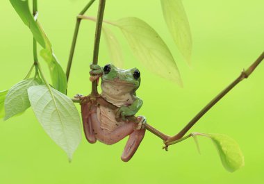 Bu ağaç kurbağaları avlarını beklemek için yapraklara ya da ağaç gövdelerine bağlı olarak sık sık bulunurlar. Ağaç kabuğuna benzeyen bir renk ile küçük ve sevimlidirler. Bu yüzden genellikle gizlenirler..