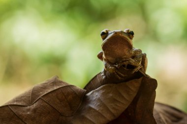Bu ağaç kurbağaları avlarını beklemek için yapraklara ya da ağaç gövdelerine bağlı olarak sık sık bulunurlar. Ağaç kabuğuna benzeyen bir renk ile küçük ve sevimlidirler. Bu yüzden genellikle gizlenirler..