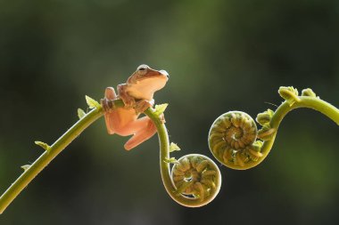 Bu ağaç kurbağaları avlarını beklemek için yapraklara ya da ağaç gövdelerine bağlı olarak sık sık bulunurlar. Ağaç kabuğuna benzeyen bir renk ile küçük ve sevimlidirler. Bu yüzden genellikle gizlenirler..