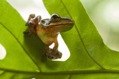Bu ağaç kurbağaları avlarını beklemek için yapraklara ya da ağaç gövdelerine bağlı olarak sık sık bulunurlar. Ağaç kabuğuna benzeyen bir renk ile küçük ve sevimlidirler. Bu yüzden genellikle gizlenirler..