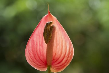 Bu ağaç kurbağaları avlarını beklemek için yapraklara ya da ağaç gövdelerine bağlı olarak sık sık bulunurlar. Ağaç kabuğuna benzeyen bir renk ile küçük ve sevimlidirler. Bu yüzden genellikle gizlenirler..