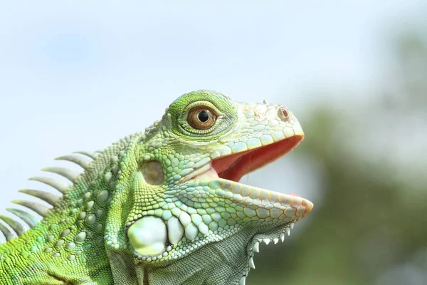 Les Reptiles Sont Très Beaux Charmants Animaux Avec Une Forme — Photo