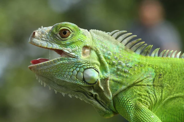 Reptiles Very Beautiful Charming Animals Fairly Large Shape Very Beautiful — Stock Photo, Image