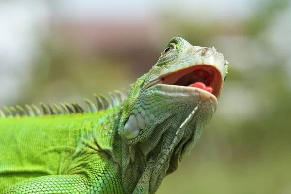 Los Reptiles Son Animales Muy Bellos Encantadores Con Una Forma —  Fotos de Stock