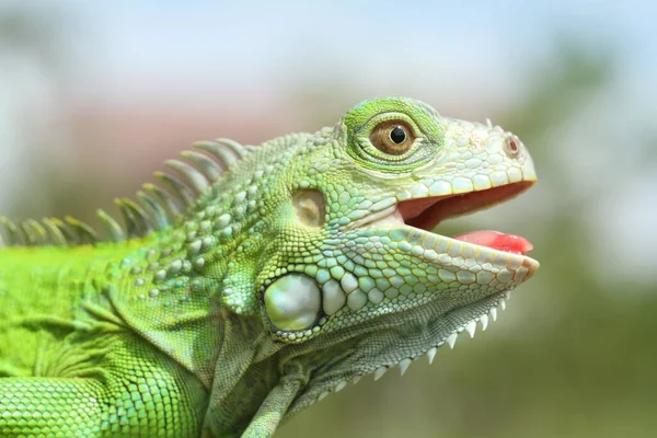 Los Reptiles Son Animales Muy Bellos Encantadores Con Una Forma —  Fotos de Stock