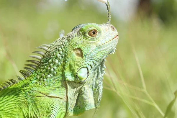 Les Reptiles Sont Très Beaux Charmants Animaux Avec Une Forme — Photo