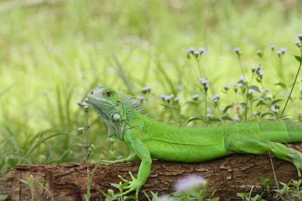 Les Reptiles Sont Très Beaux Charmants Animaux Avec Une Forme — Photo