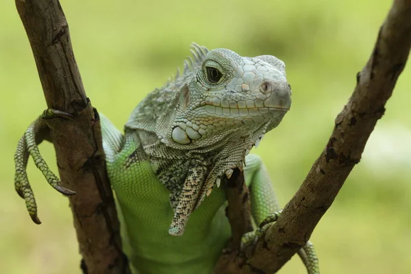 Los Reptiles Son Animales Muy Bellos Encantadores Con Una Forma —  Fotos de Stock