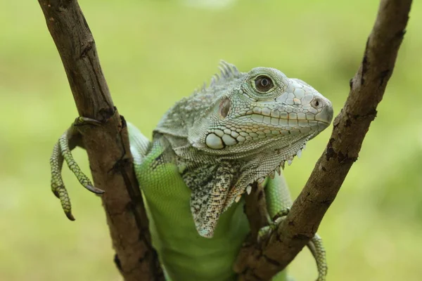 Les Reptiles Sont Très Beaux Charmants Animaux Avec Une Forme — Photo