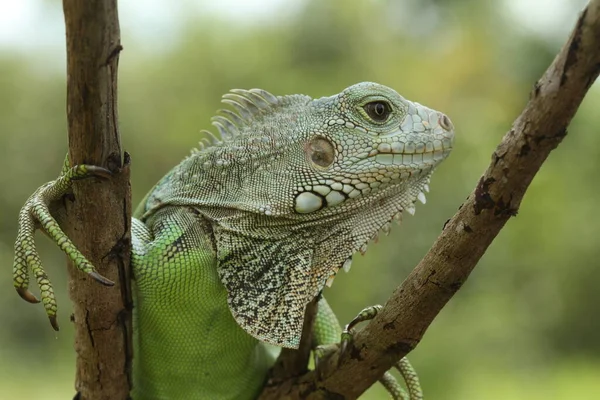 Les Reptiles Sont Très Beaux Charmants Animaux Avec Une Forme — Photo